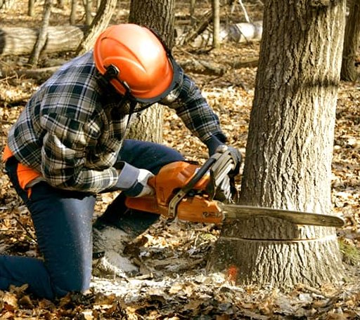 Tree Removal in Milton Mills, NH